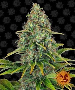 Blueberry_cheese_auto