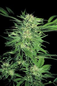 семена 'Big Bud' feminized