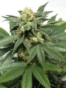 Семена Dutch Bulk Bubblegum feminized 20 шт.