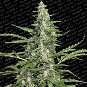 Семена Paradise seeds Pandora autofeminized