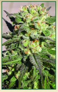 Семена Serious seeds Warlock feminized