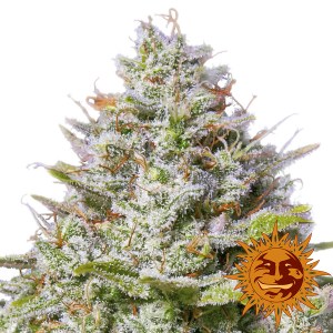 Семена Barneys farm Blue Gelato 41 feminized