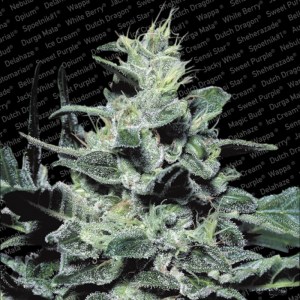 Семена Paradise seeds Nebula feminized