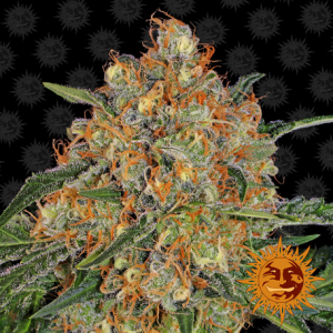 Семена Barneys farm Orange Sherbert feminized