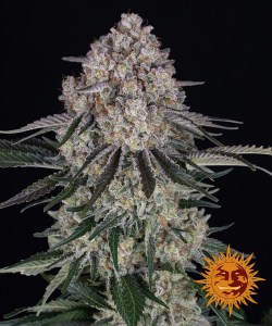 sour_diesel_auto