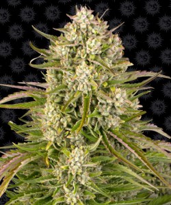 wedding_cake_auto