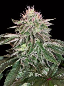 wedding_cake_fem